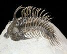 Spiny Comura Trilobite - Exceptional Specimen #62932-3